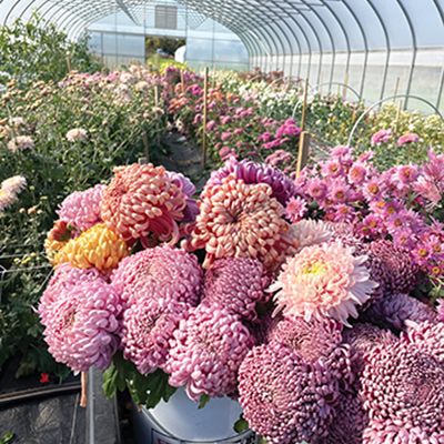 All about chrysanthemums